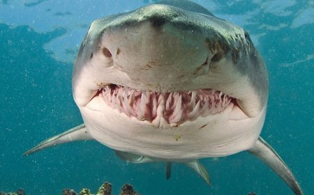 ସାର୍କ ଟ୍ୟାଙ୍କ୍ରେ ପହଁରୁଥିବା ବେଳେ ୧୦ ବର୍ଷିୟ ବାଳକକୁ ଆକ୍ରମଣ କଲା ସାର୍କ