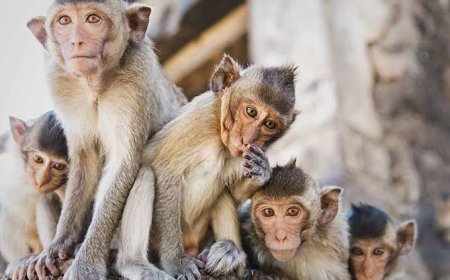 ଏହି କାରଣ ଯୋଗୁ ଭାରତ ଠାରୁ  ସହାୟତା ଲୋଡ଼ିଲା ନେପାଳ