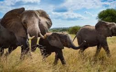 ଦନ୍ତା ହାତୀର ମୃତ ଦେହ ଉଦ୍ଧାର