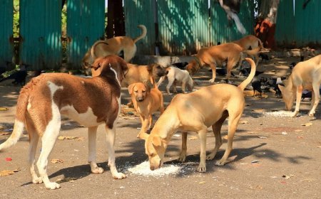 ବର୍ଷକର ଶିଶୁପୁତ୍ରକୁ ଝୁଣି ଝୁଣି ମାରିଦେଲେ ବୁଲା କୁକୁର