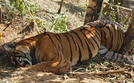 ଶିମିଳିପାଳରେ ମହାବଳ ବାଘ ମୃତ