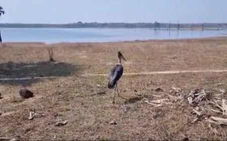 ବନବିଭାଗ ଦ୍ୱାରା ବିରଳ ପ୍ରଜାତିର ବଗ ଉଦ୍ଧାର