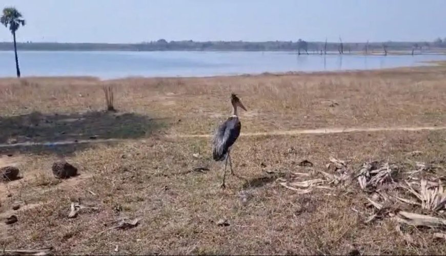 ବନବିଭାଗ ଦ୍ୱାରା ବିରଳ ପ୍ରଜାତିର ବଗ ଉଦ୍ଧାର