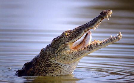 ସ୍ତ୍ରୀ ଆଗରେ ସ୍ୱାମୀକୁ ଟାଣି ନେଲା କୁମ୍ଭୀର