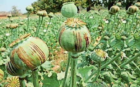 ଶିମିଳିପାଳ ଅଭୟାରଣ୍ୟରେ ବେଆଇନ ଅଫିମ ଚାଷ ନଷ୍ଟ କଲା ପୋଲିସ