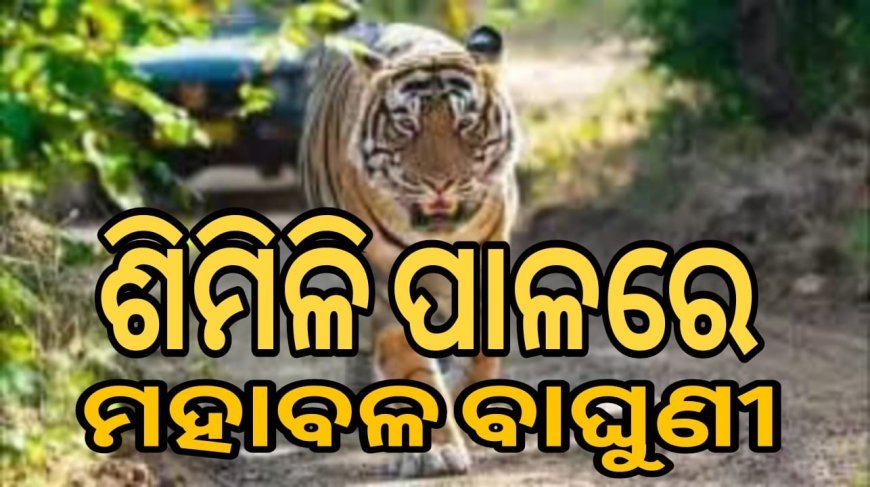 #ଶିମିଳିପାଳରେ_୪୦_ମହାବଳ .