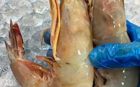 ଚିଙ୍ଗୁଡ଼ି ବ୍ୟବସାୟ ହୋଇପାରେ ମାନ୍ଦା!