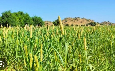 ଶ୍ରୀ ଅନ୍ନ ଯୋଜନାରେ ଓଡ଼ିଶାର ମାଣ୍ଡିଆ କୁ ଆପଣାଇଲା ଭାରତୀୟ ଖାଦ୍ୟ ନିଗମ