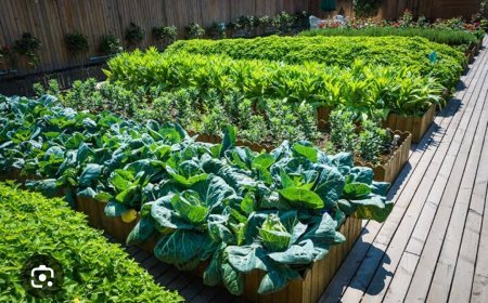 ଆଗାମୀ ଯୁବପିଢ଼ି ସ୍ବଦେଶୀ ବିହନର ସରଂକ୍ଷଣ ଓ ପ୍ରଚାର ଦିଗରେ କାର୍ଯ୍ୟ କଲେ ସ୍ଥାୟୀ କୃଷି ସମ୍ଭବ ହୋଇ ପାରିବ