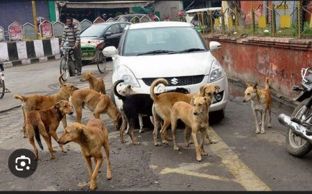 ଖୁବ ଶୀଘ୍ର ଭୁବନେଶ୍ୱର ହେବ ବୁଲା କୁକୁର ମୁକ୍ତ ସହର