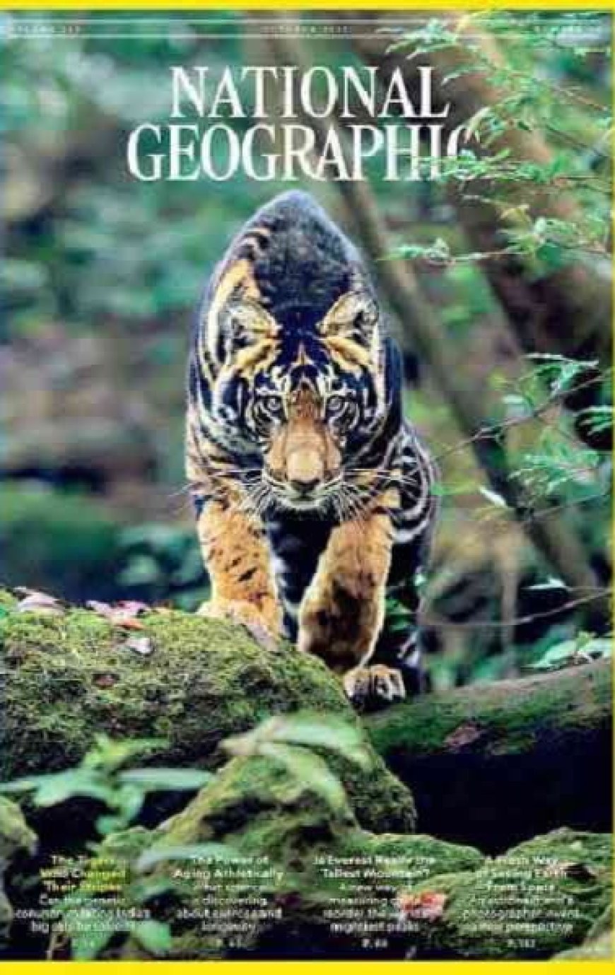 ବିଶ୍ୱ ପ୍ରସିଦ୍ଧ ହେଲା ଓଡିଶାର କଳା ବାଘ