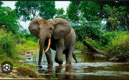 ଖୋଲା ଜଙ୍ଗଲ ରେ ଆଉ ହାତୀ ଦେଖି ହେବ ନାହିଁ...