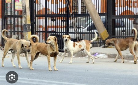 BMC ର କୁକୁର ବନ୍ଧ୍ୟାକରଣ ଯୋଜନା...