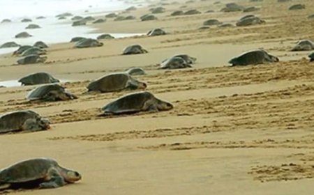 ଅଲିଭ ରିଡଲେଙ୍କ ପ୍ରଜନନ ପ୍ରକ୍ରିୟା...