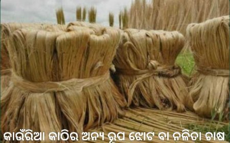 "ବଡ଼ ବଡ଼ିଆ" ଡକା ଅନ୍ତରାଳେ ଥିବା କାଉଁରିଆ କାଠିର ଇତିବୃତି...