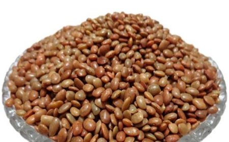 ଭାରତର ସବୁଠାରୁ ପୁରୁଣା ଏବଂ ଶକ୍ତିଶାଳୀ ଡାଲ୍ ହେଉଛି କୋଳଥ ଡାଲି...