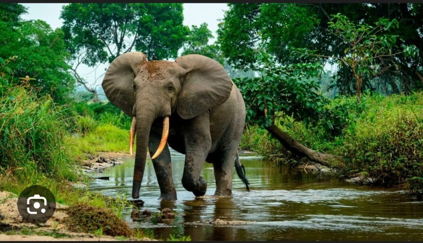 ଖୋଲା ଜଙ୍ଗଲ ରେ ଆଉ ହାତୀ ଦେଖି ହେବ ନାହିଁ...
