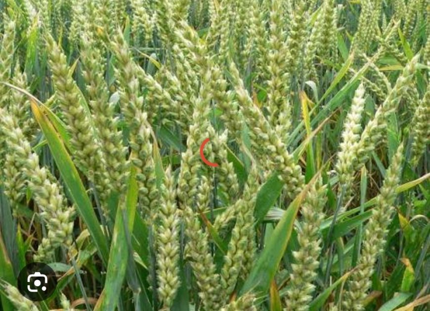 2026-27 ବିପଣନ ଋତୁ ପାଇଁ ରବି ଫସଲର ସର୍ବନିମ୍ନ ସହାୟକ ମୂଲ୍ୟ (ଏମଏସପି)କୁ କ୍ୟାବିନେଟ ଅନୁମୋଦନ