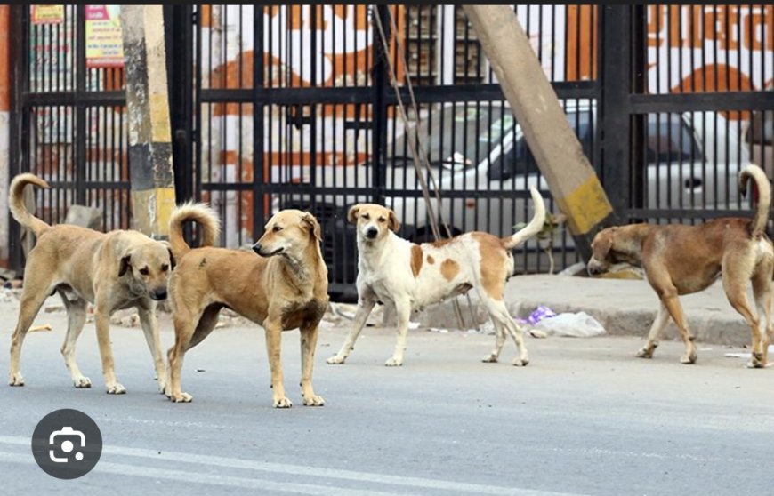 BMC ର କୁକୁର ବନ୍ଧ୍ୟାକରଣ ଯୋଜନା...