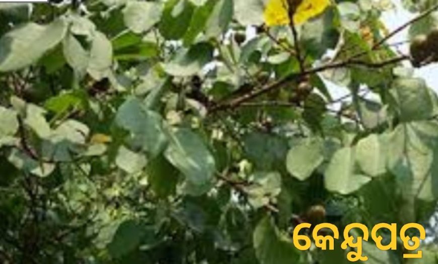 ମୋହନ ସରକାରଙ୍କ ଆଉ ଏକ ବଡ଼ ଭେଟି...