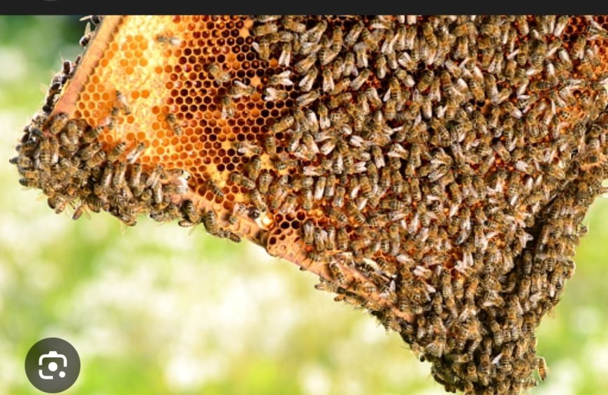 ଜାତୀୟ ମହୁମାଛି ପାଳନ ଓ ମଧୁ ମିଶନ