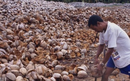 ୨୦୨୬ ଋତୁ ପାଇଁ କୋପ୍ରାର ସର୍ବନିମ୍ନ ସହାୟକ ମୂଲ୍ୟକୁ କେନ୍ଦ୍ର କ୍ୟାବିନେଟର ମଞ୍ଜୁରୀ