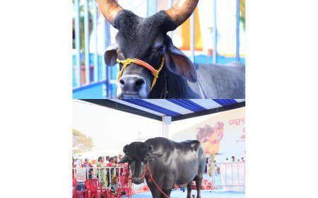 'ଇନ୍ଦର୍' -  ମୁରା ପ୍ରଜାତି ଷଣ୍ଢଙ୍କ ମଧ୍ୟରେ ଉଜ୍ଜଳ ତାରକା...