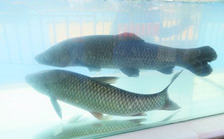 ମତ୍ସ୍ୟ ପ୍ରାଣୀ ସମାବେଶରେ ରାଜ୍ୟ ମାଛ - 'ମହାନଦୀ ମହାସୀର'