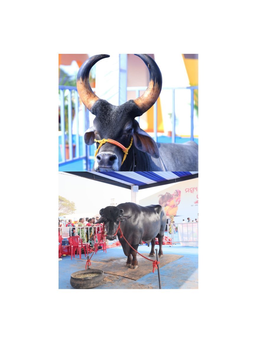 'ଇନ୍ଦର୍' -  ମୁରା ପ୍ରଜାତି ଷଣ୍ଢଙ୍କ ମଧ୍ୟରେ ଉଜ୍ଜଳ ତାରକା...