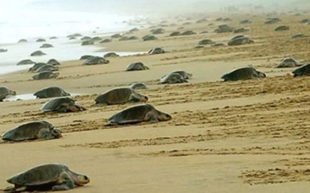 କୋଣାର୍କ ଉପକୂଳରେ ଅଲିଭ ରିଡେଲ...