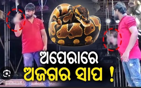 ଦଣ୍ଡ ଯାତ୍ରା ହେଉ କି ମଞ୍ଚ ଯାତ୍ରା ହେଉ ଏଣିକି ସାପ କୁ ନେଇ ଖେଳ ପ୍ରଦର୍ଶନ କରିବାରେ ଲାଗିଲା ରୋକ...