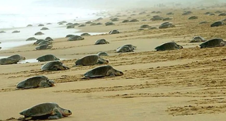 କୋଣାର୍କ ଉପକୂଳରେ ଅଲିଭ ରିଡେଲ...