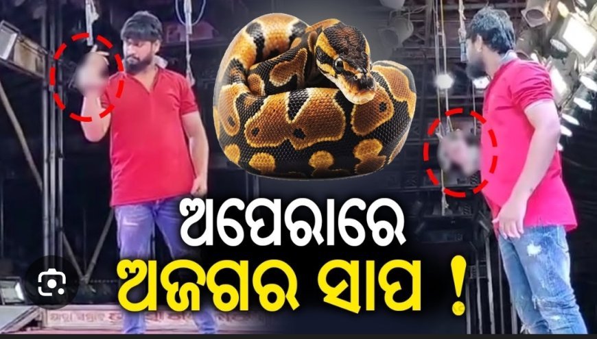 ଦଣ୍ଡ ଯାତ୍ରା ହେଉ କି ମଞ୍ଚ ଯାତ୍ରା ହେଉ ଏଣିକି ସାପ କୁ ନେଇ ଖେଳ ପ୍ରଦର୍ଶନ କରିବାରେ ଲାଗିଲା ରୋକ...