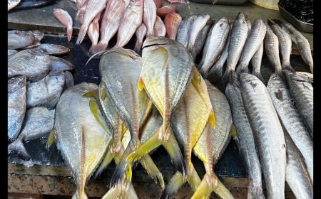 ପାରାଦୀପରେ ପ୍ରତିଷ୍ଠା ହେବ ହାଇଜିନିକ୍ ମାଛ ବଜାର...